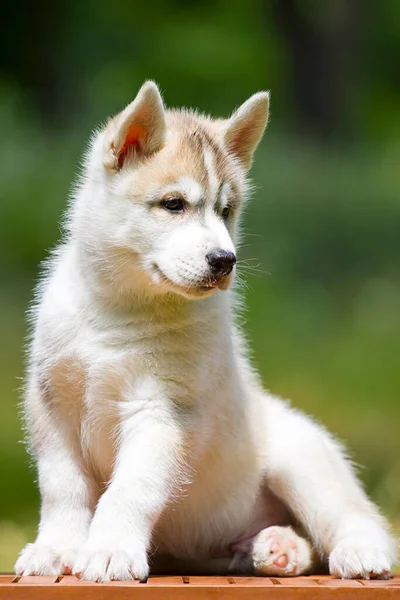 Syberyjski Szczeniak Husky Zewnątrz — Zdjęcie stockowe