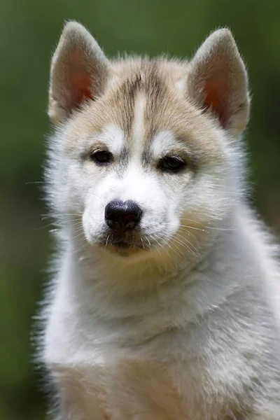 시베리아 허스키 강아지 야외에서 — 스톡 사진