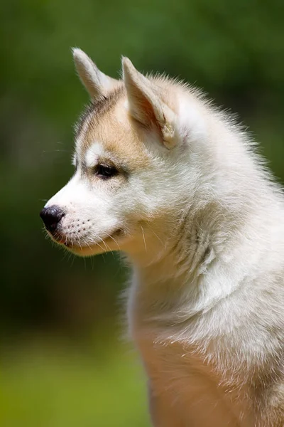 シベリアハスキー子犬屋外 — ストック写真