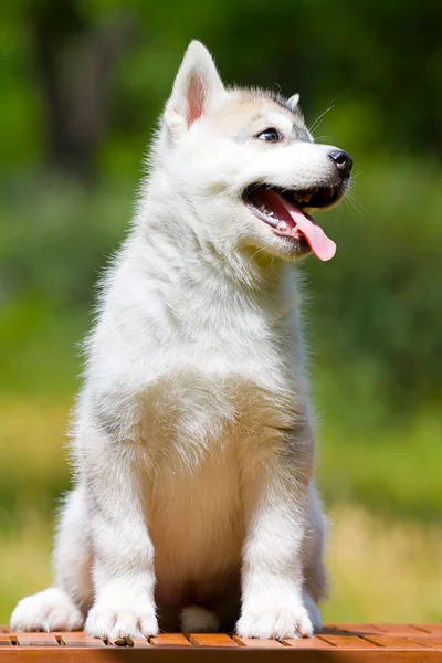 Siberische Husky Puppy Buiten — Stockfoto