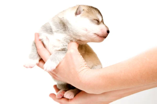 Adorável Siberian Husky Filhote Cachorro Mãos Humanas Sobre Fundo Branco — Fotografia de Stock