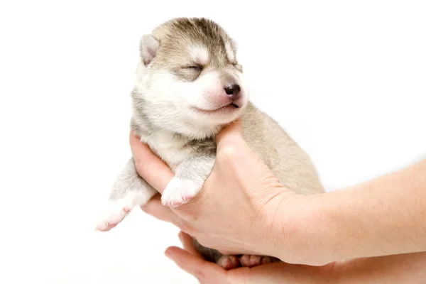 Schattige Siberische Husky Puppy Menselijke Handen Witte Achtergrond — Stockfoto