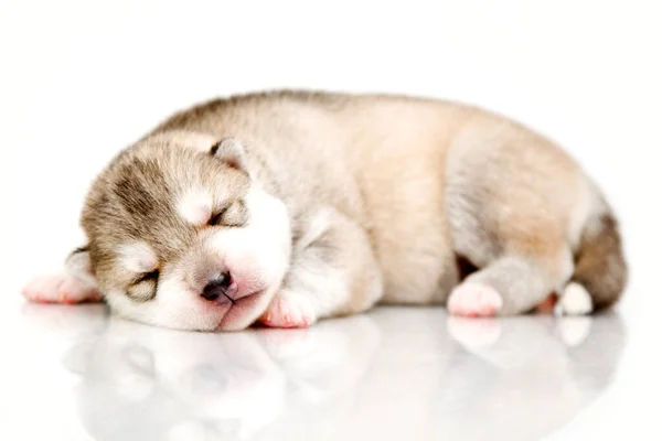 Adorabil Siberian Husky Catelus Fundal Alb — Fotografie, imagine de stoc