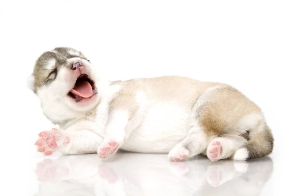 Adorable Cachorro Husky Siberiano Sobre Fondo Blanco — Foto de Stock