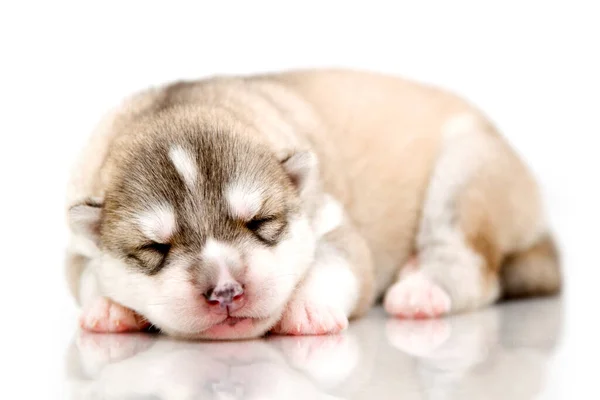 Adorable Chiot Husky Sibérien Sur Fond Blanc — Photo