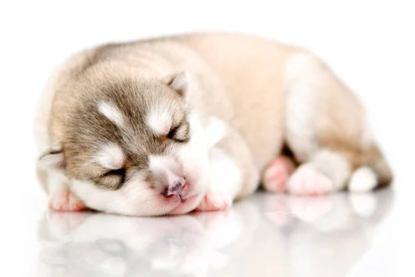 Adorável Siberian Husky Filhote Cachorro Fundo Branco — Fotografia de Stock