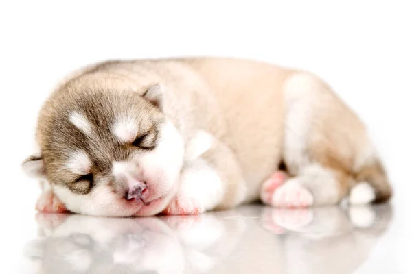 Adorable Cachorro Husky Siberiano Sobre Fondo Blanco — Foto de Stock