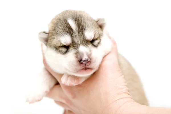 Adorable Chiot Husky Sibérien Sur Fond Blanc — Photo