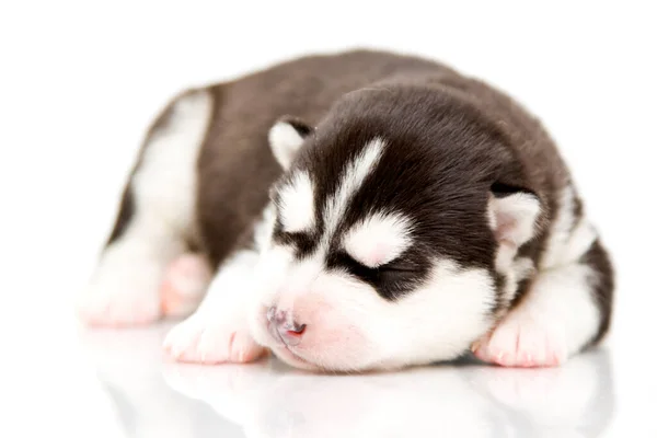 Adorable Chiot Husky Sibérien Sur Fond Blanc — Photo