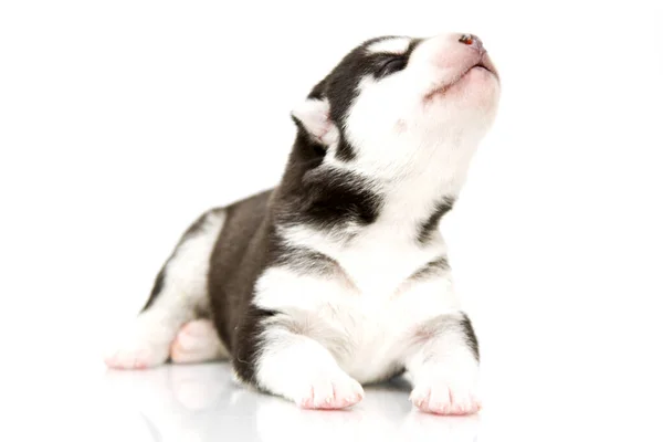 Entzückender Siberian Husky Welpe Auf Weißem Hintergrund — Stockfoto