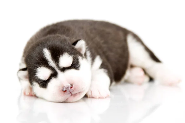 Adorable Cachorro Husky Siberiano Sobre Fondo Blanco —  Fotos de Stock