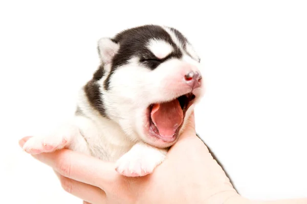 Schattige Siberische Husky Puppy Menselijke Handen Witte Achtergrond — Stockfoto