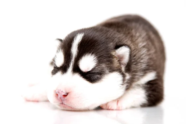 Adorable Chiot Husky Sibérien Sur Fond Blanc — Photo