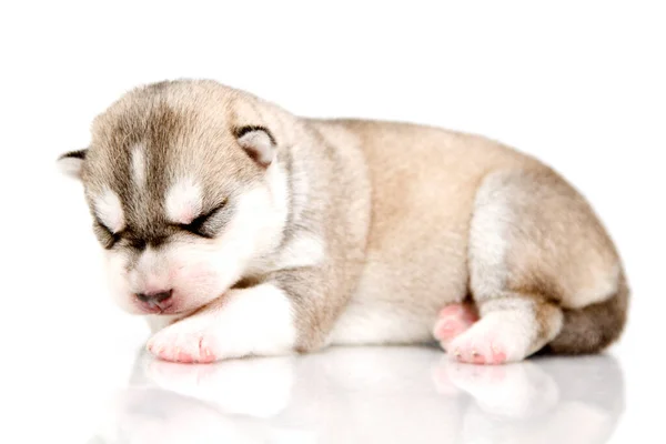 Adorable Cachorro Husky Siberiano Sobre Fondo Blanco — Foto de Stock