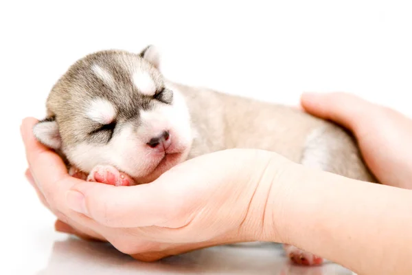 Adorável Siberian Husky Filhote Cachorro Mãos Humanas Sobre Fundo Branco — Fotografia de Stock