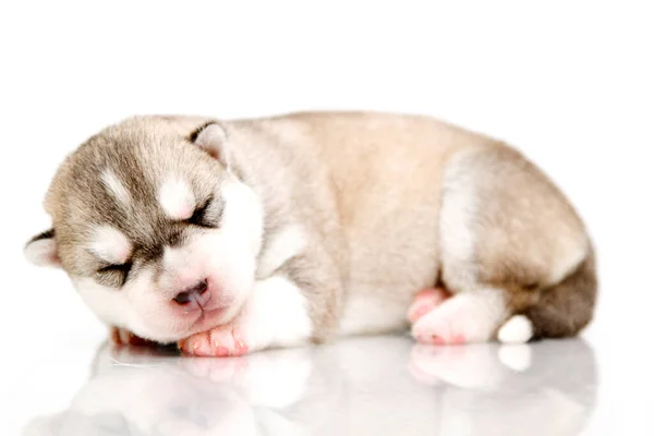 Adorável Siberian Husky Filhote Cachorro Fundo Branco — Fotografia de Stock