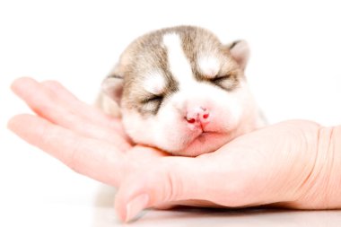 Beyaz arka planda sevimli Sibirya Husky köpeği