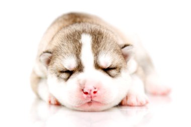 Beyaz arka planda sevimli Sibirya Husky köpeği