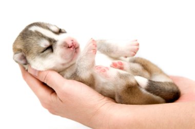 Sevimli Sibirya Husky köpeği insan eliyle beyaz arka planda