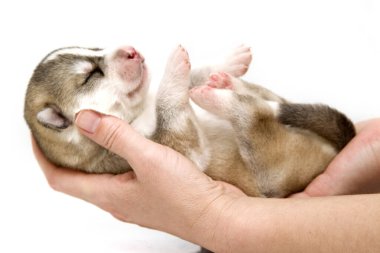 Sevimli Sibirya Husky köpeği insan eliyle beyaz arka planda