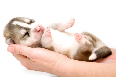 Sevimli Sibirya Husky köpeği insan eliyle beyaz arka planda