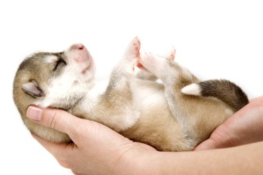 Sevimli Sibirya Husky köpeği insan eliyle beyaz arka planda