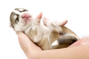 Sevimli Sibirya Husky köpeği insan eliyle beyaz arka planda