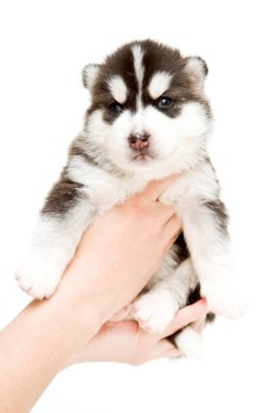 Sevimli Sibirya Husky köpeği insan eliyle beyaz arka planda