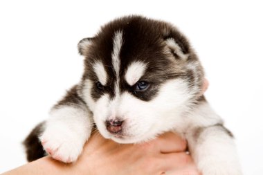 Sevimli Sibirya Husky köpeği insan eliyle beyaz arka planda