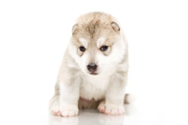 Beyaz arka planda sevimli Sibirya Husky köpeği