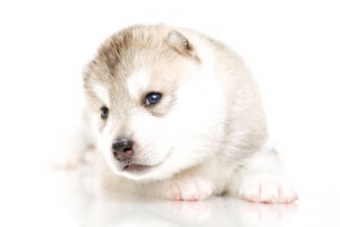 Beyaz arka planda sevimli Sibirya Husky köpeği