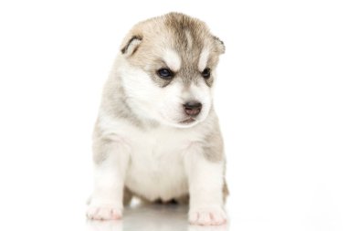 Beyaz arka planda sevimli Sibirya Husky köpeği