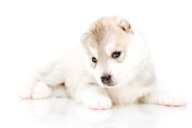 Beyaz arka planda sevimli Sibirya Husky köpeği