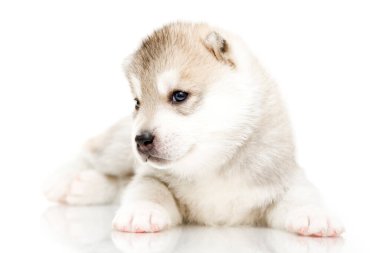 Beyaz arka planda sevimli Sibirya Husky köpeği