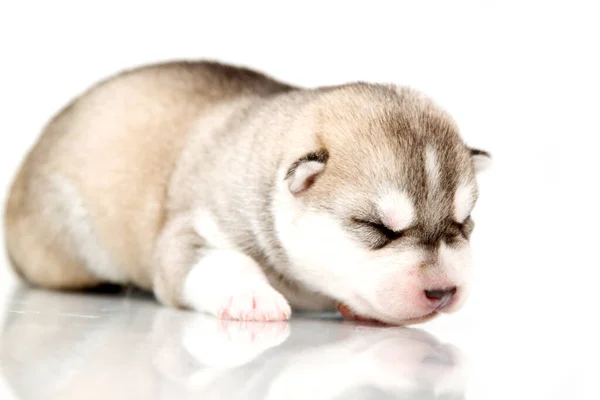 Adorable Cachorro Husky Siberiano Sobre Fondo Blanco — Foto de Stock