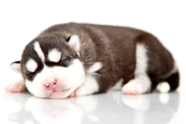 Adorable Chiot Husky Sibérien Sur Fond Blanc — Photo