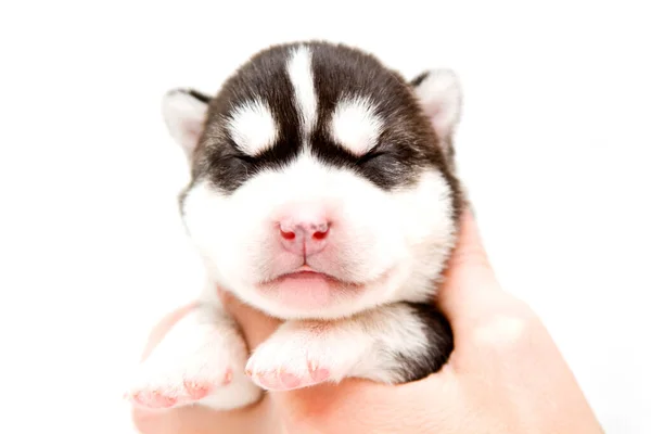 Adorável Siberian Husky Filhote Cachorro Mãos Humanas Sobre Fundo Branco — Fotografia de Stock