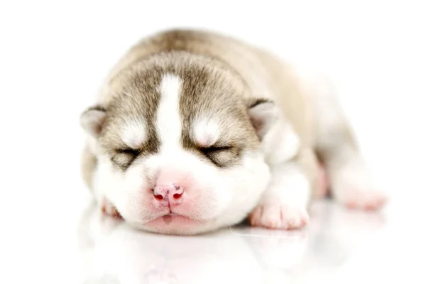 Schattige Siberische Husky Puppy Witte Achtergrond — Stockfoto