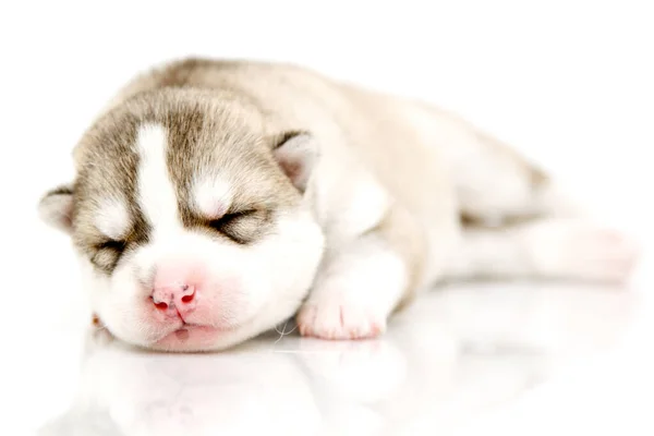 Adorable Chiot Husky Sibérien Sur Fond Blanc — Photo