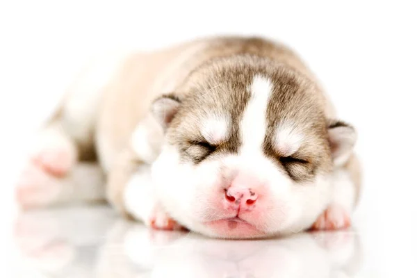 Schattige Siberische Husky Puppy Witte Achtergrond — Stockfoto