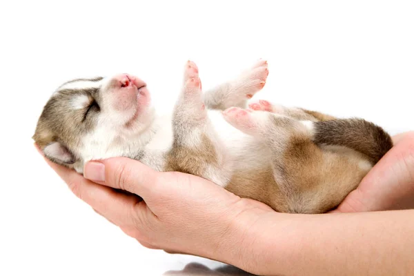 Adorable Cachorro Husky Siberiano Manos Humanas Sobre Fondo Blanco — Foto de Stock