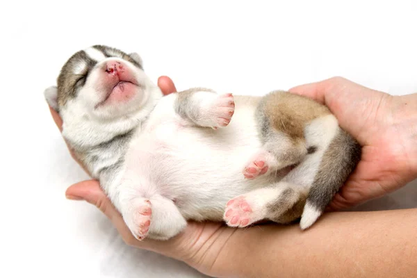Schattige Siberische Husky Puppy Menselijke Handen Witte Achtergrond — Stockfoto
