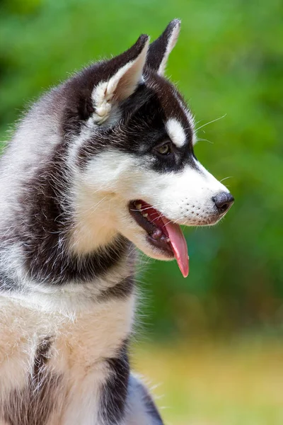 Σιβηρίας Husky Κουτάβι Εξωτερικούς Χώρους — Φωτογραφία Αρχείου