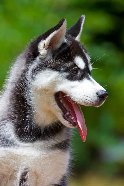 Sibiřský Husky Štěně Venku — Stock fotografie