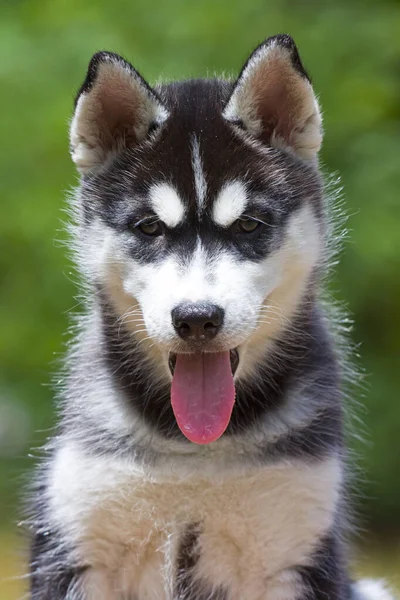 Σιβηρίας Husky Κουτάβι Εξωτερικούς Χώρους — Φωτογραφία Αρχείου