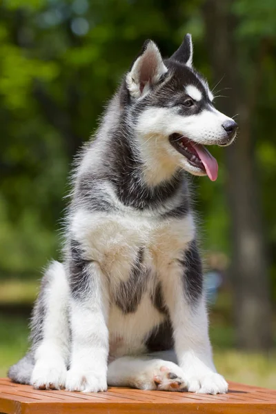 Σιβηρίας Husky Κουτάβι Εξωτερικούς Χώρους — Φωτογραφία Αρχείου