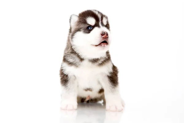 Adorable Cachorro Husky Siberiano Sobre Fondo Blanco — Foto de Stock