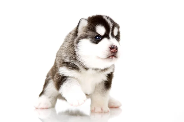 Adorable Cachorro Husky Siberiano Sobre Fondo Blanco —  Fotos de Stock