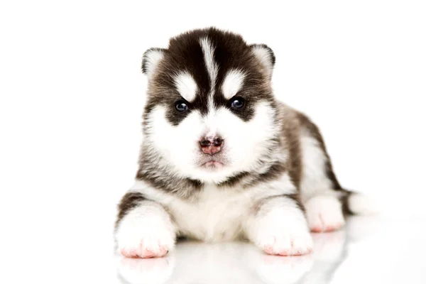 Adorable Cachorro Husky Siberiano Sobre Fondo Blanco — Foto de Stock