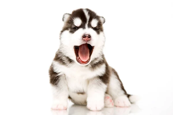 Adorable Cachorro Husky Siberiano Sobre Fondo Blanco — Foto de Stock